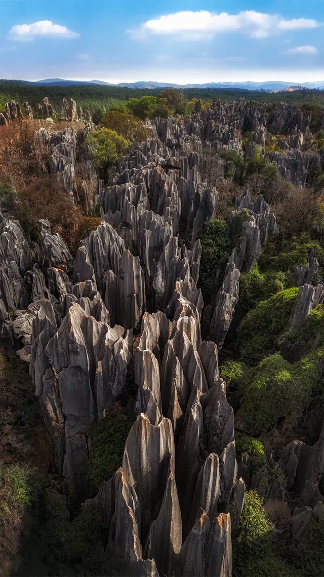Stone Forest