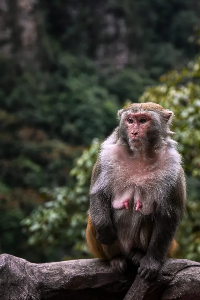Monkey Business