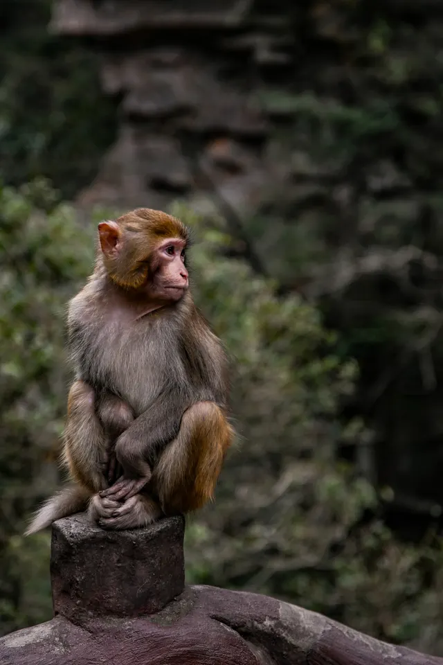 Monkey Business