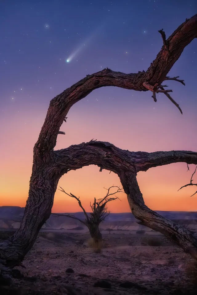 Lemmon Tree