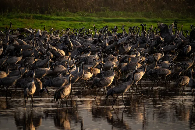 Flock