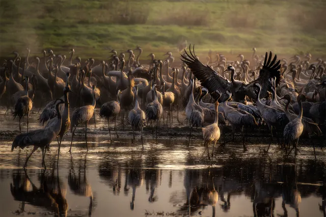 Gathering