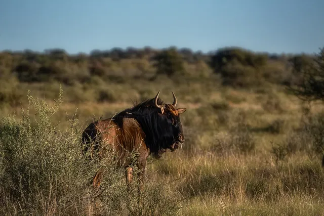 Wild Life