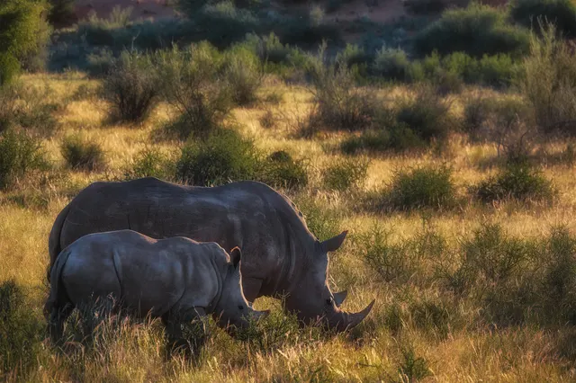 Wild Life