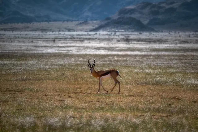 Wild Life