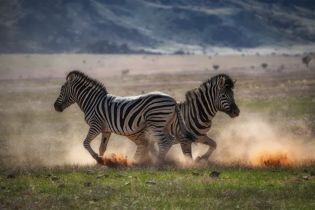 Wild Life