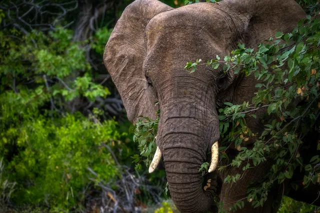Wild Life