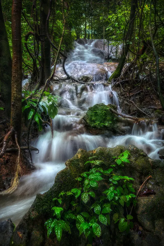 Jungle Flow