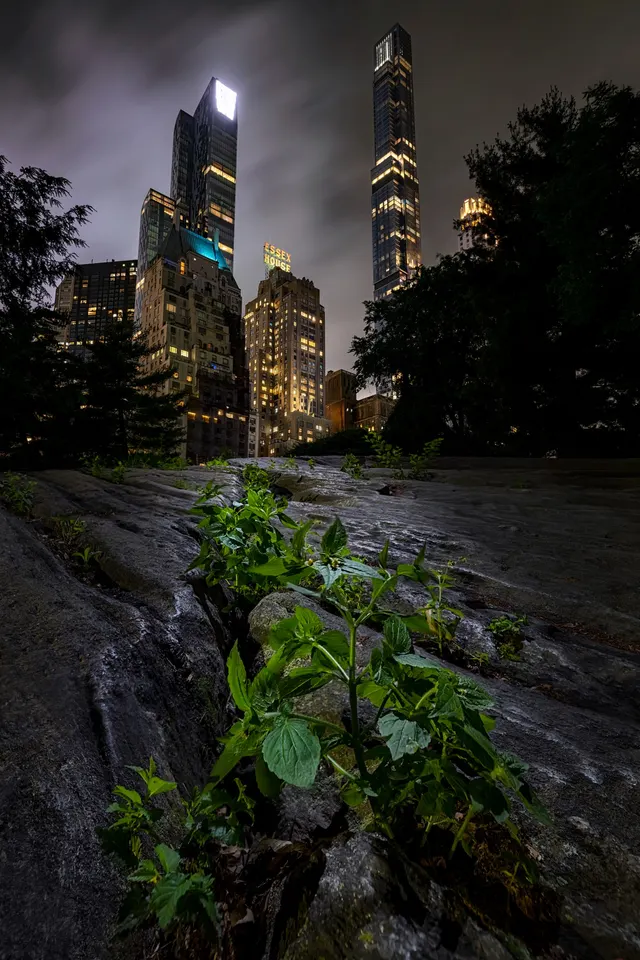 Survival in the City